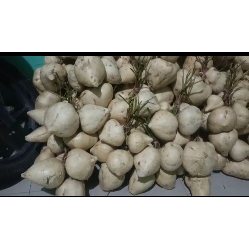 

Bengkuang Fresh 1kg Ambil langsung dari Kebun