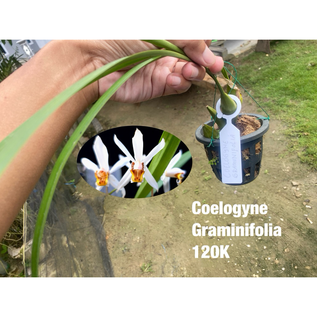 Anggrek Coelogyne Graminifolia