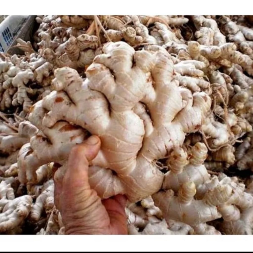 

Jahe gajah jahe putih segar per 1kg