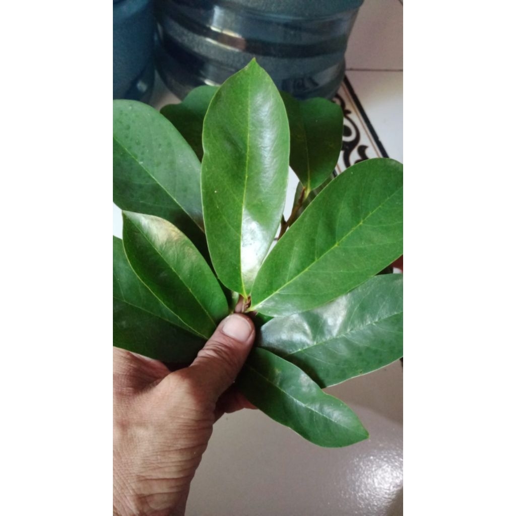 

Daun sirsak herbal (30 Lembar)