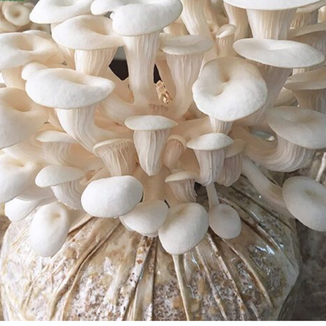 

BAGLOG JAMUR TIRAM PUTIH KUALITAS TERBAIK