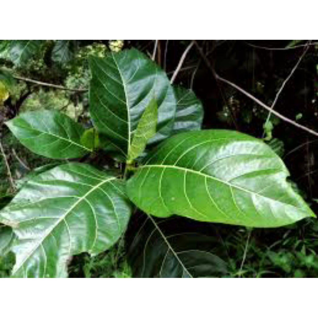 bibit hidup tanaman herbal awar awar obat kutil