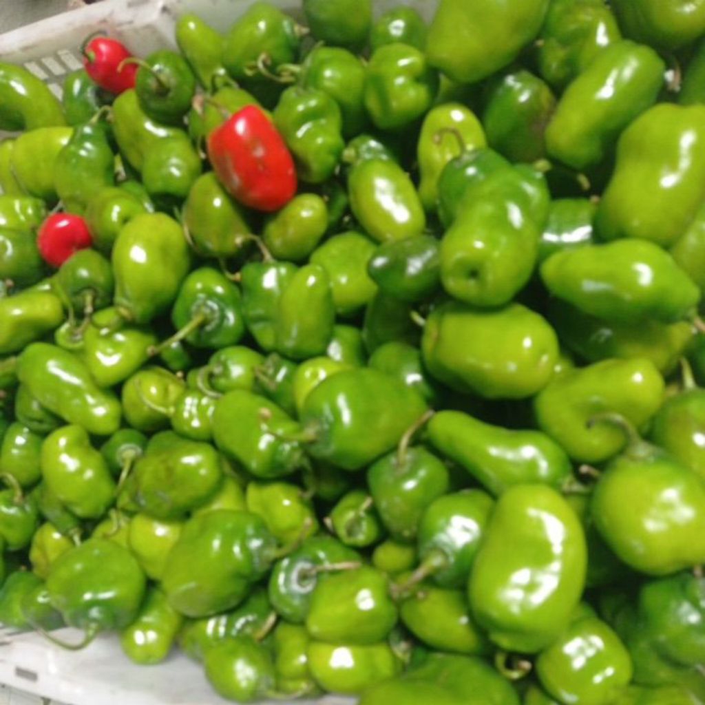 

Cabe gendot HARGA TURUN STOK MELIMPAH