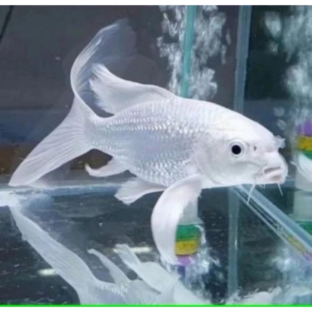Ikan Koi Kumpay Slayer Platinum Size +/- 10-13 CM - Beli 10 Gratis 1 Ekor