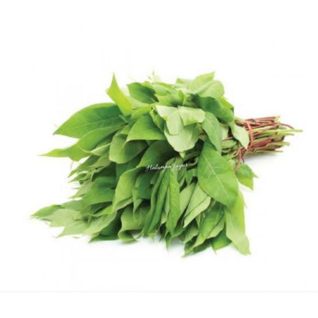 

pucuk daun singkong segar langsung petik jika ada order