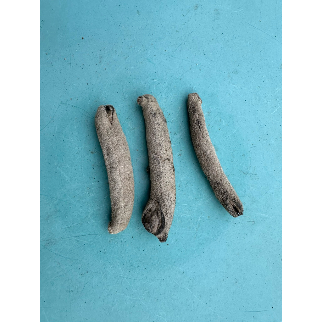 Teripang Kering Pisang-Pisang