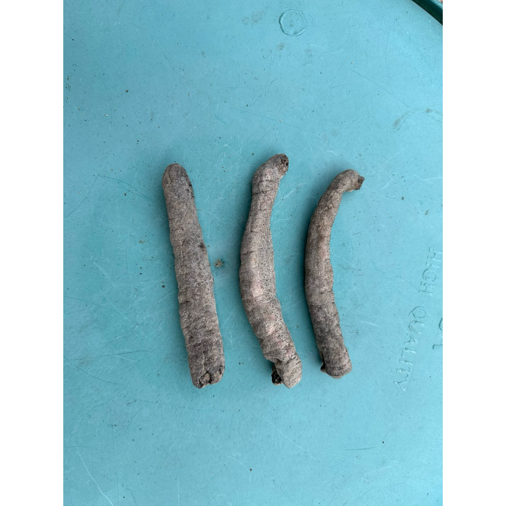 

Teripang Kering CirahMerah