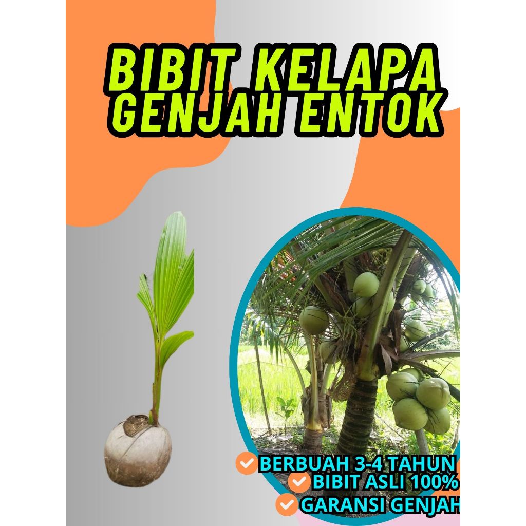 SUDAH DIKUPAS  Bibit Buah Kelapa Genjah Hibrida F1, Bibit Buah Kelapa Genjah Kebumen F1