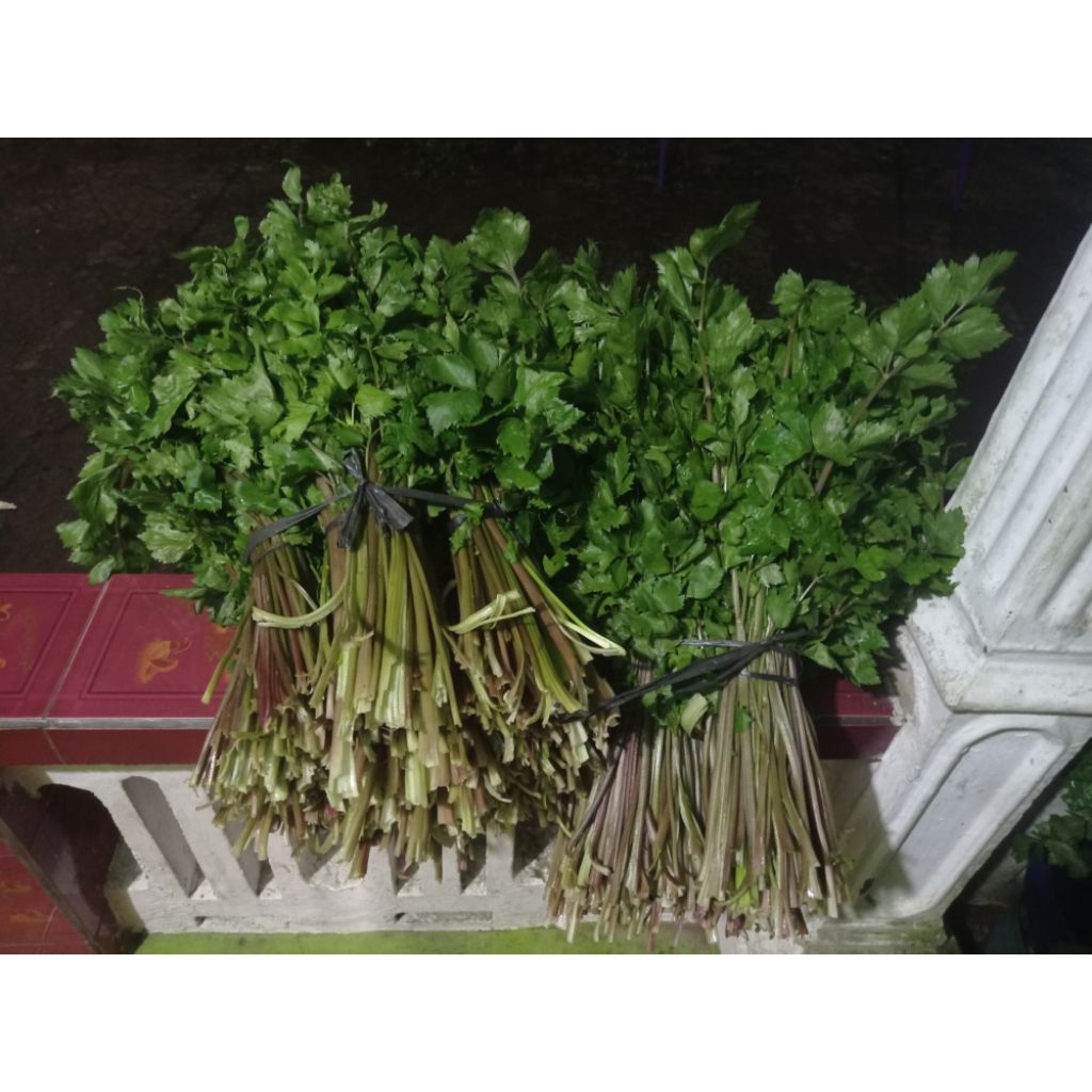 

Daun Seledri Gangang hitam super bagus