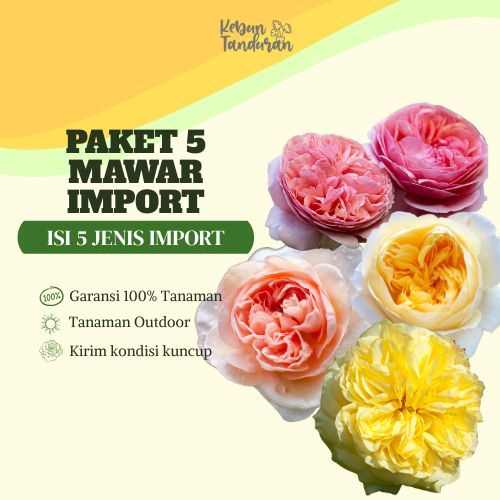 PROMO 5 Bibit Bunga Mawar Impor - Mekar Cantik, Wangi Harum Langka