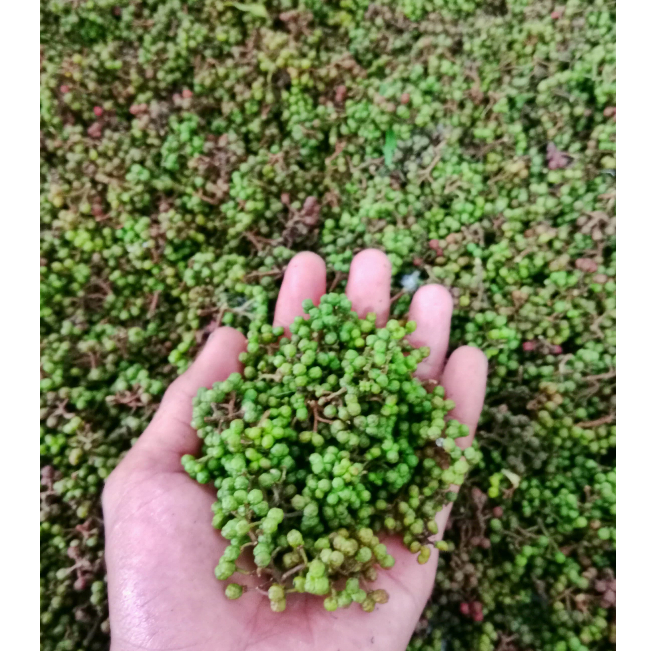 

PROMO!! Andaliman Segar Andaliman Raya Bumbu Khas Medan 50 Gram