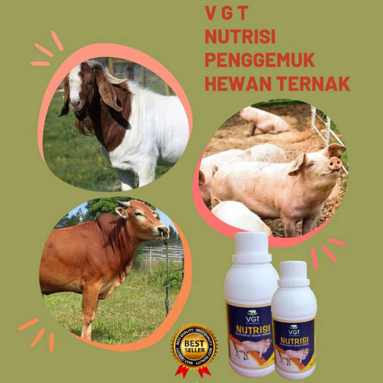 VGT NUTRISI PENGGEMUK HEWAN TERNAK PENGGEMUK SAPI