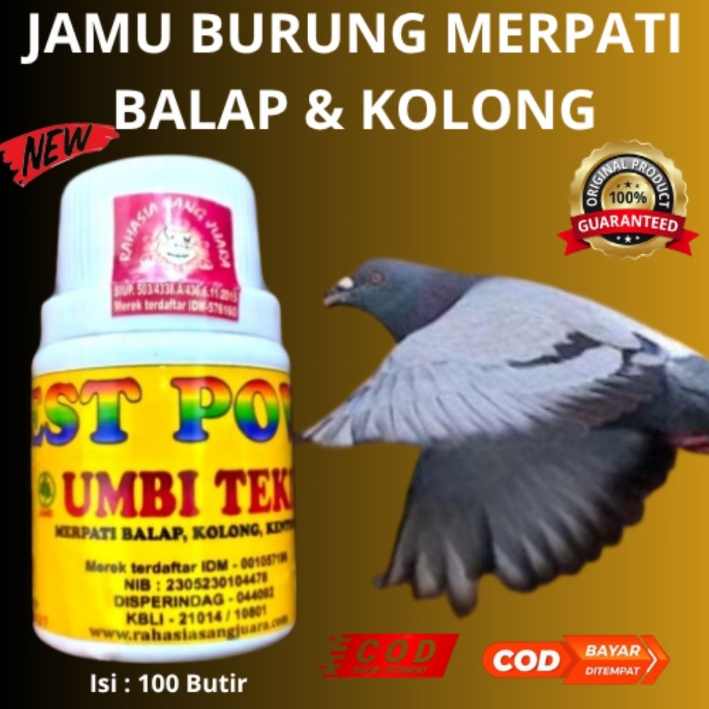 JAMU BURUNG MERPATI BALAP dan KOLONG