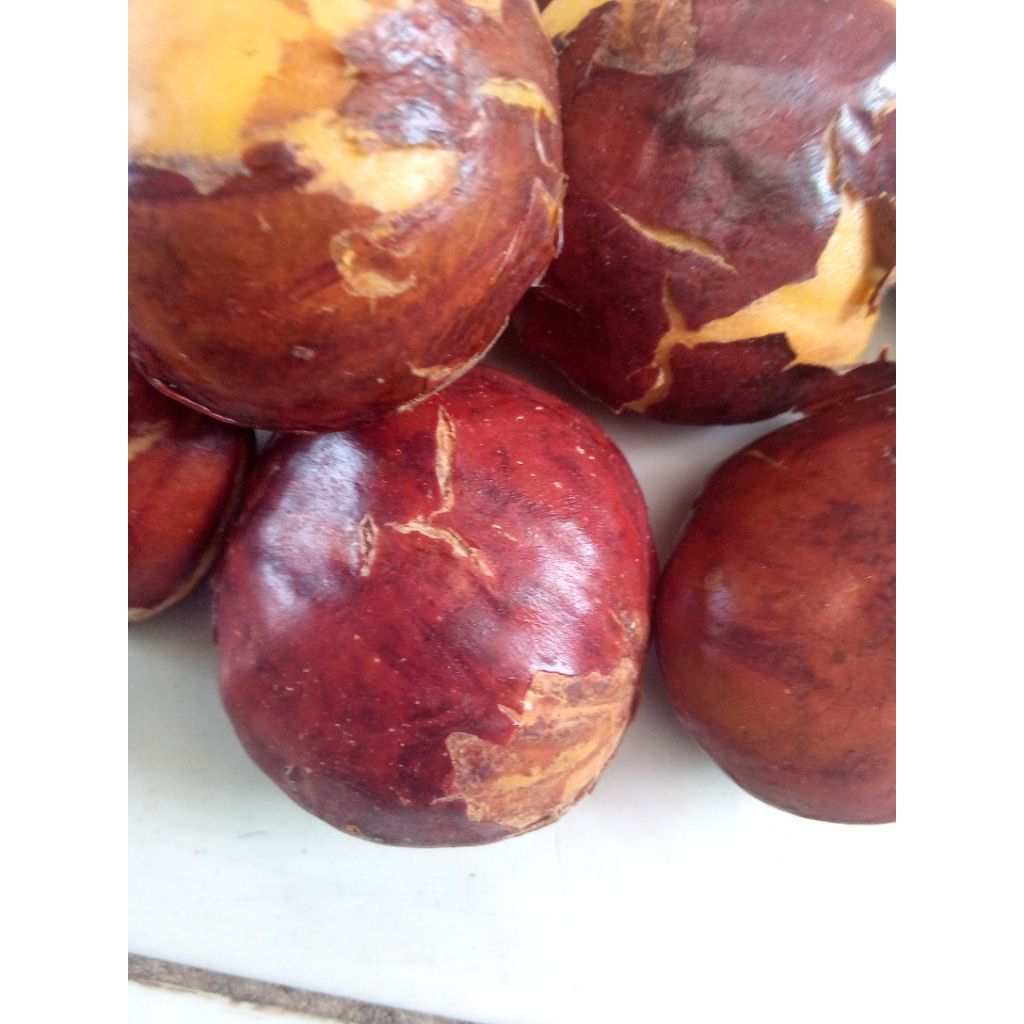 

JENGKOL TUA 500gr/1000gr