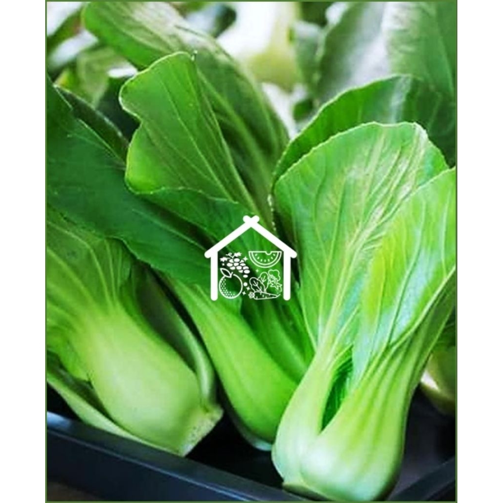 

Pakcoy 500 Gram Pilihan Hemat