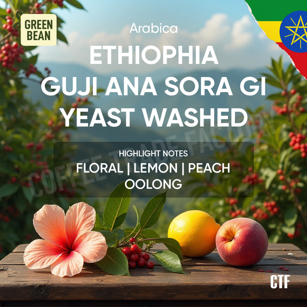 

Green Beans Arabika Ethiopia Guji Ana Sora G1 Yeast Washed / Coffee Trade Factory CTF / Green Bean Arabica Ethiopia Guji Ana Sora G1 Yeast Washed Biji kopi mentah Specialty Floral Peach Oolong Fermentasi Yeast Fullwash