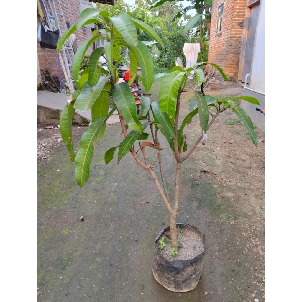 cangkok mangga kyujai