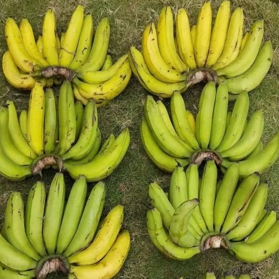 

PISANG AMBON 1 SISIR