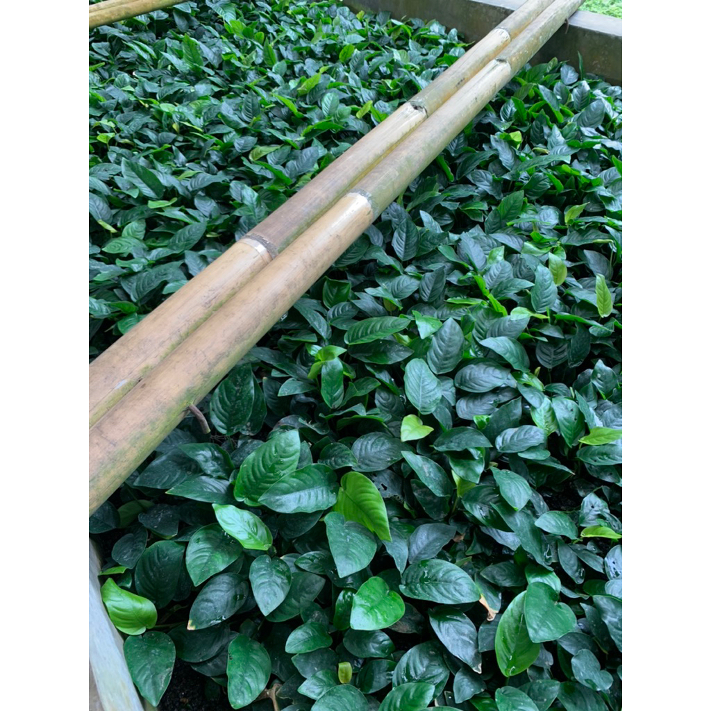 Anubias Nana var Barteri Jumbo