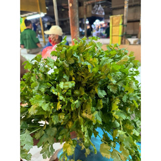 

Daun Ketumbar 10rb