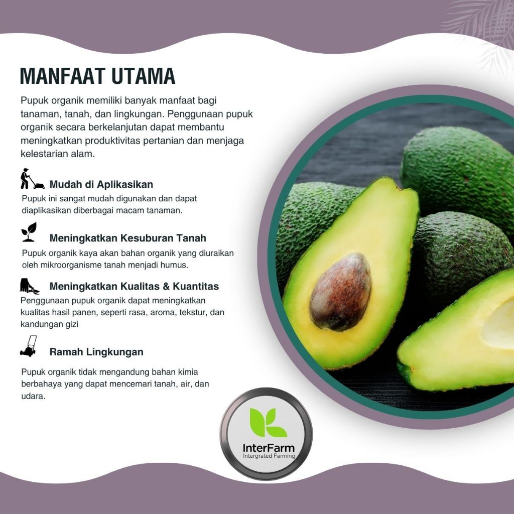 Berkahbaroka28 Pupuk Pelebat Buah Alpukat , Pupuk Untuk Tanaman Alpukat, Pupuk Cair Organik Untuk