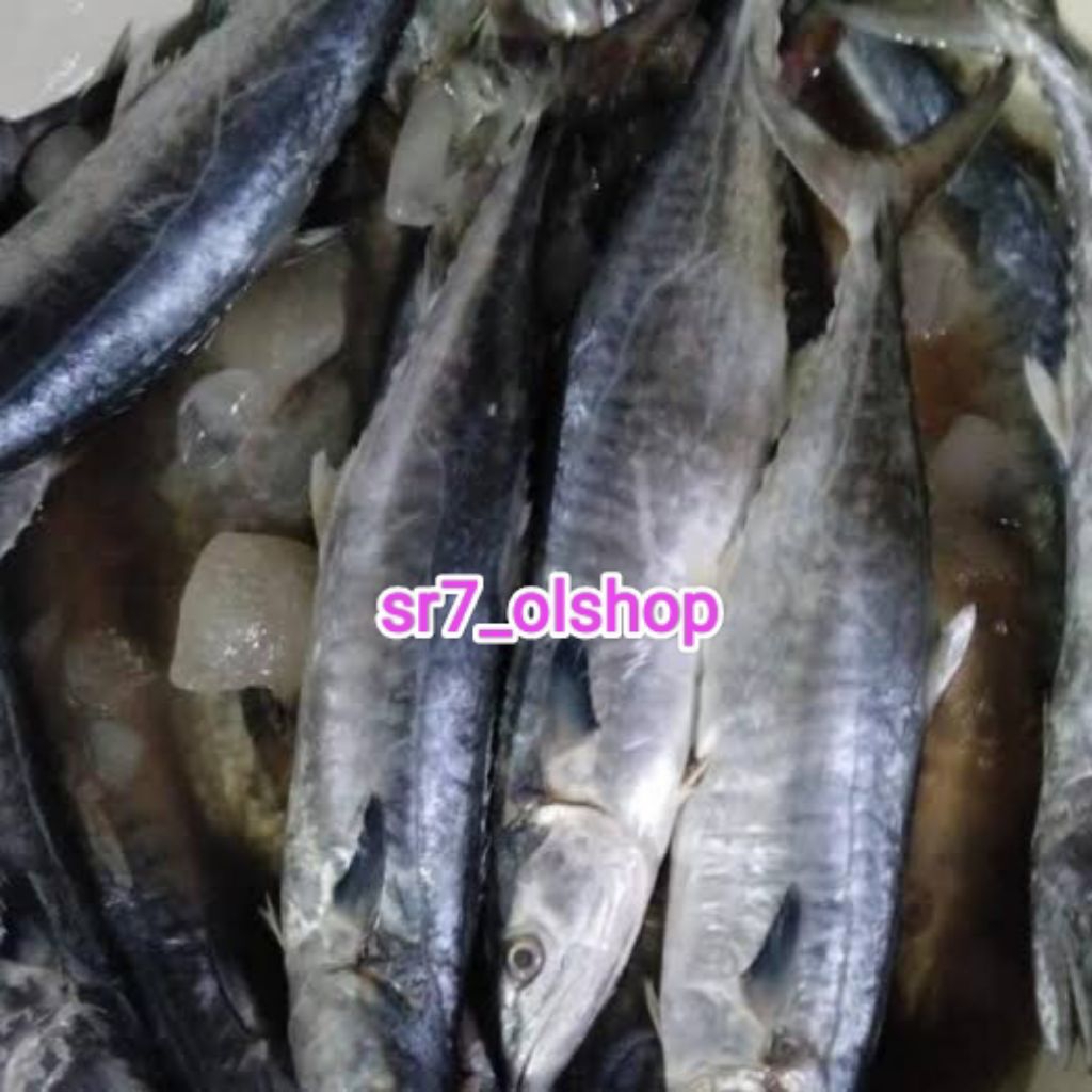 

Ikan Tenggiri Mentah Bukan Frozen