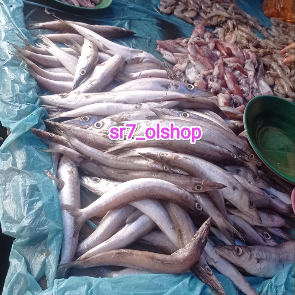 

Ikan Alo-alo/ Ikan Cucut Bukan Frozen