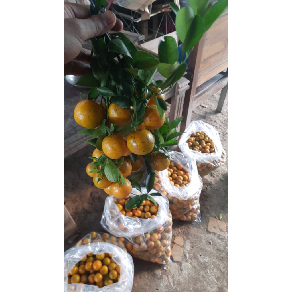 1KG JERUK SONKIT MATANG / JERUK KASTURI MATANG
