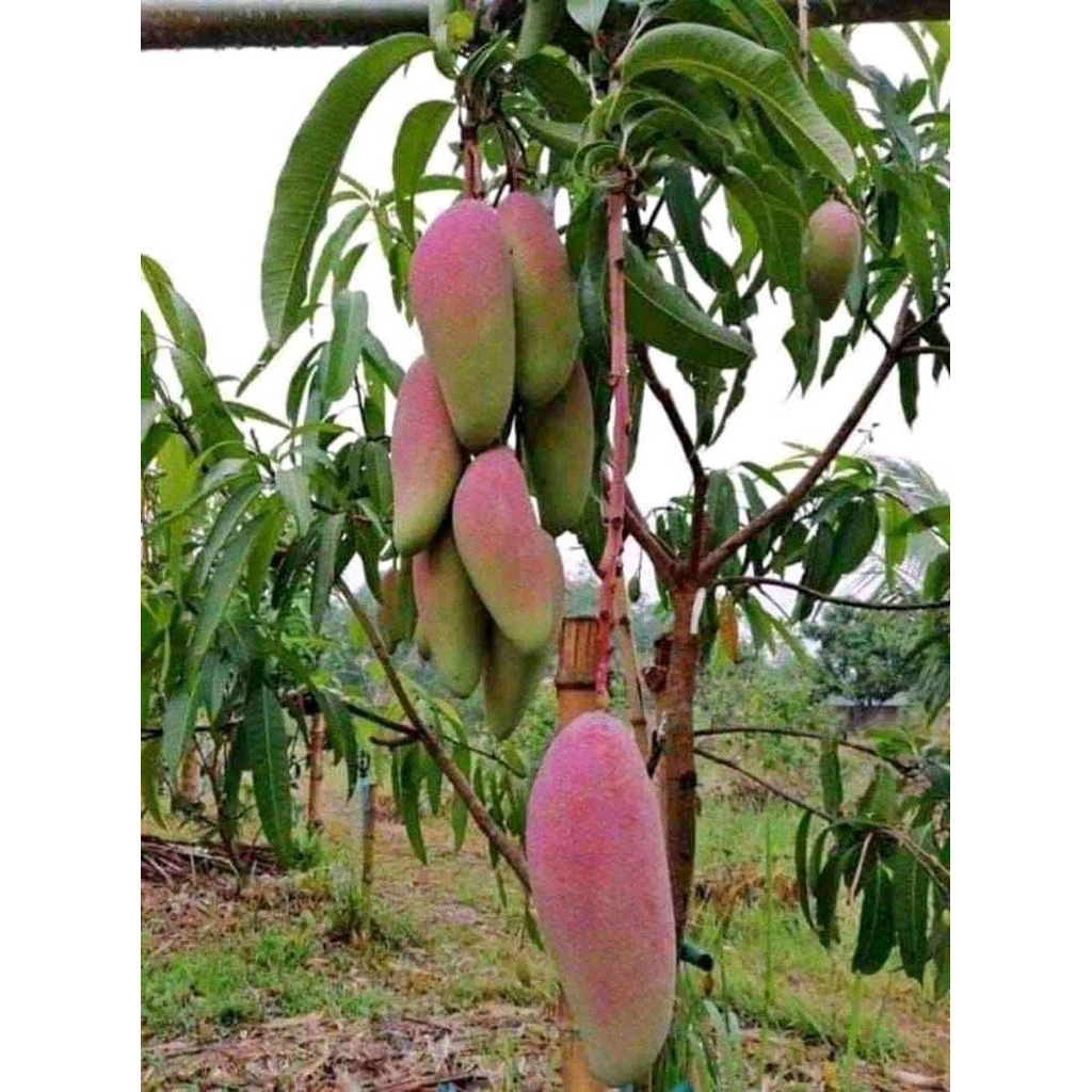 Bibit Mangga kiojey superjumbo/Bibit mangga harumanis/bibit mangga madu