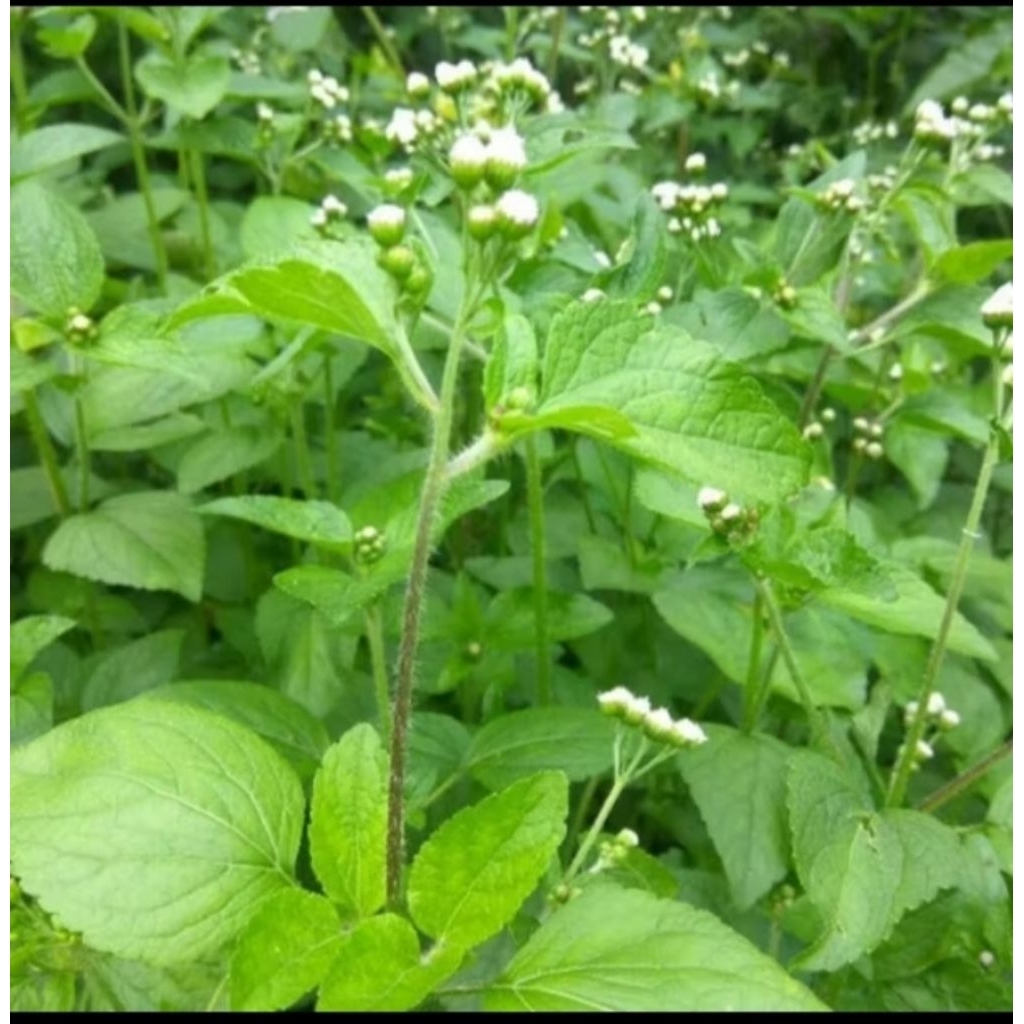 

Daun bandotan babandotan babadotan wedusan (ageratum conyzoides ) fresh 200gram