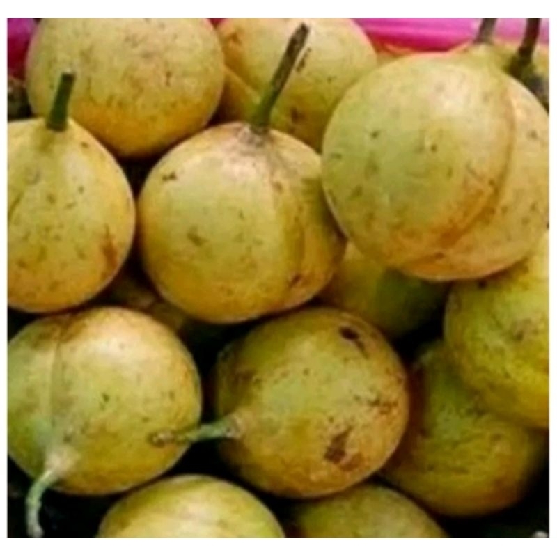 

Buah pala muda buah pala segar 500g