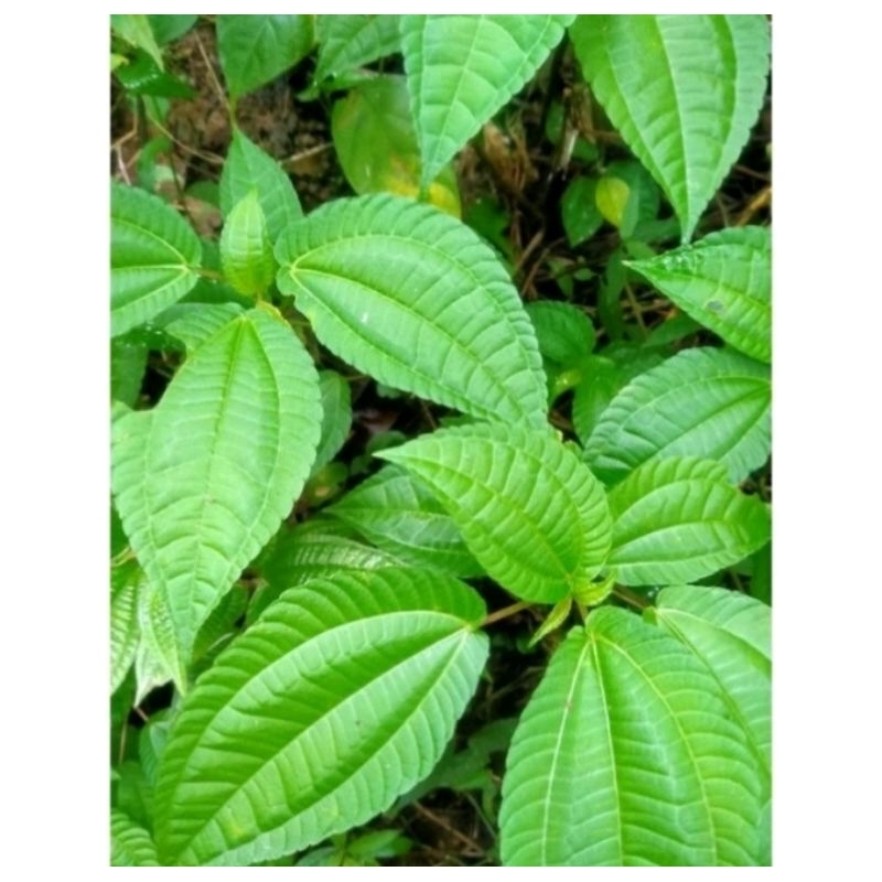 

Lalapan daun pohpohan 500g