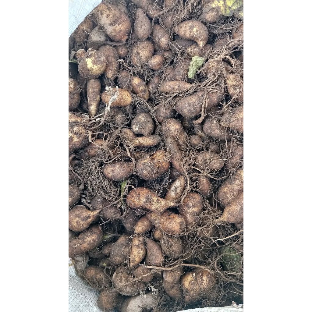 

KENTANG JAWA/KENTANG KLICI HITAM 500g