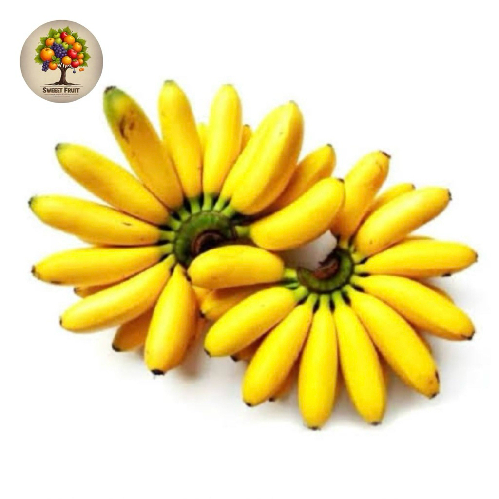 

Pisang Emas Muli Sweet Fresh | Pisang Emas 1 Sisir