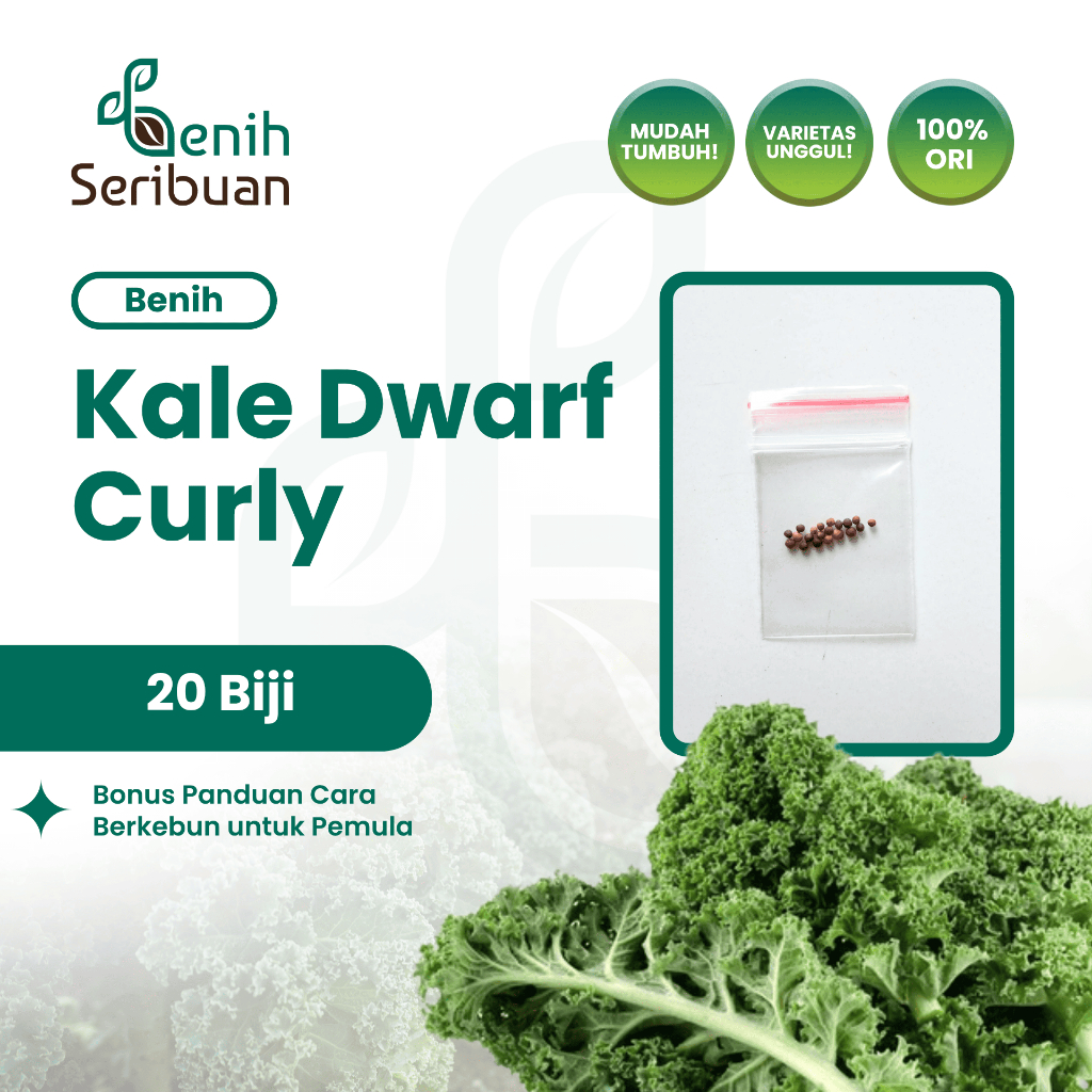 20 Bibit Kale Green Dwarf Curly Benih Sayuran Blue Scotch Curled Tanaman Sayur Dataran Rendah Super
