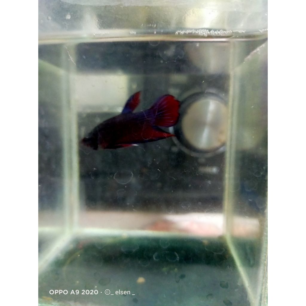 Ikan Cupang Jenis bagan male and female