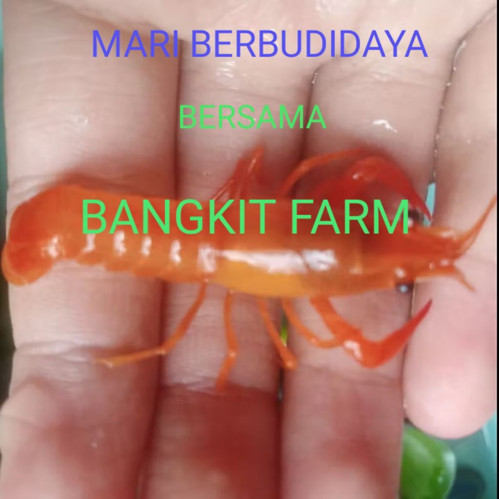 

lobster air tawar celarky.ukuran per 3 cm