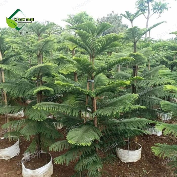 Pohon Cemara Norfolk Tinggi 2 Meter Kualitas Terbaik, Pohon Peneduh Cemara Norfolk