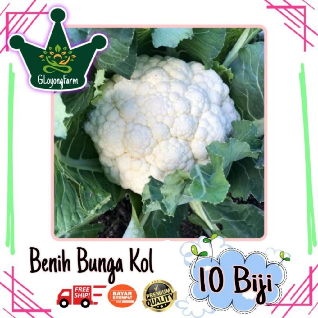 Benih Bibit Bunga Kol Dataran Rendah - Tinggi Gloyong Farm