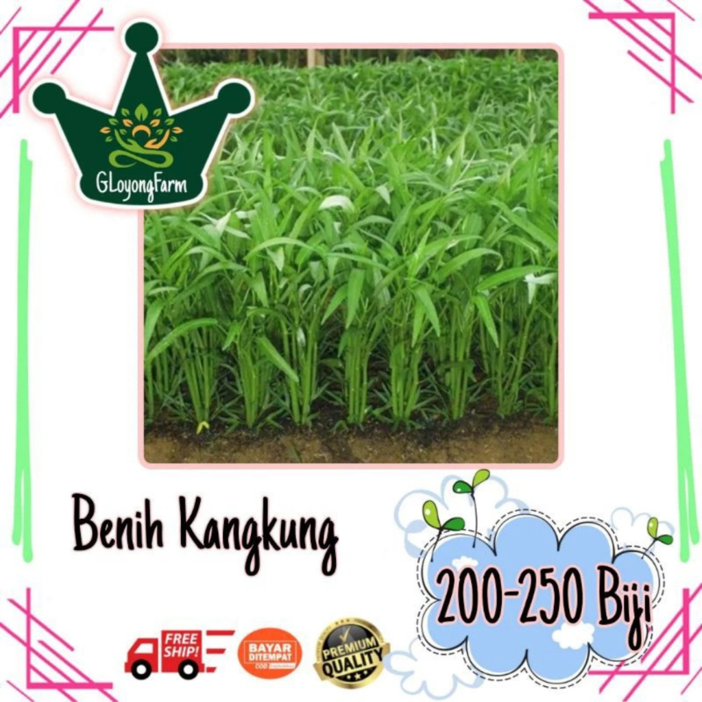 Benih Kangkung Sayuran Hidroponik Hijau Unggul - Bibit Kangkung Benih Sayuran