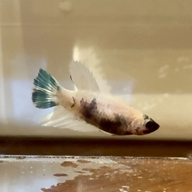 Ikan Cupang Halfmoon Panda Betina/Female