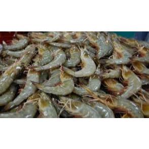

Udang Segar Pasar Online