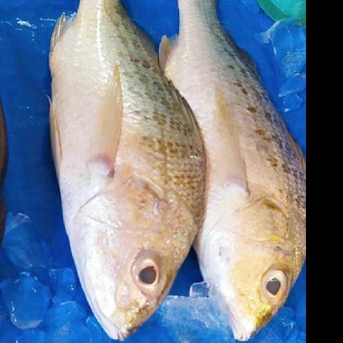 

Ikan Kakap Putih Segar Pasar Online