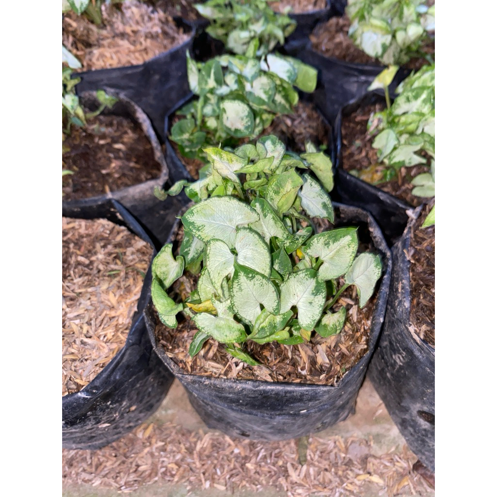 Blantik Kembang Tanaman Hias Keladi mini