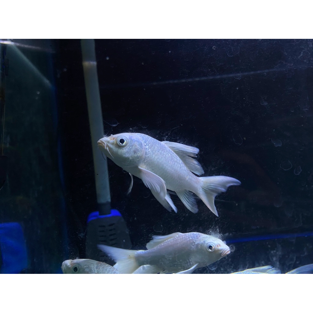 Koi Putih Slayer yang indah dan menawan