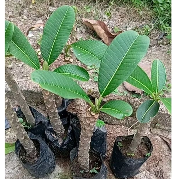 BIBIT BUNGA KAMBOJA PUTIH