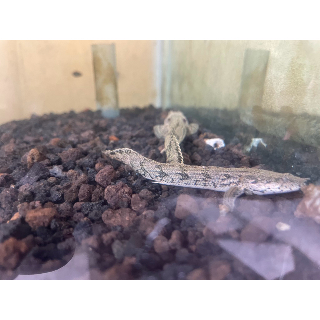 palmas endlycheri size 10-12 cm