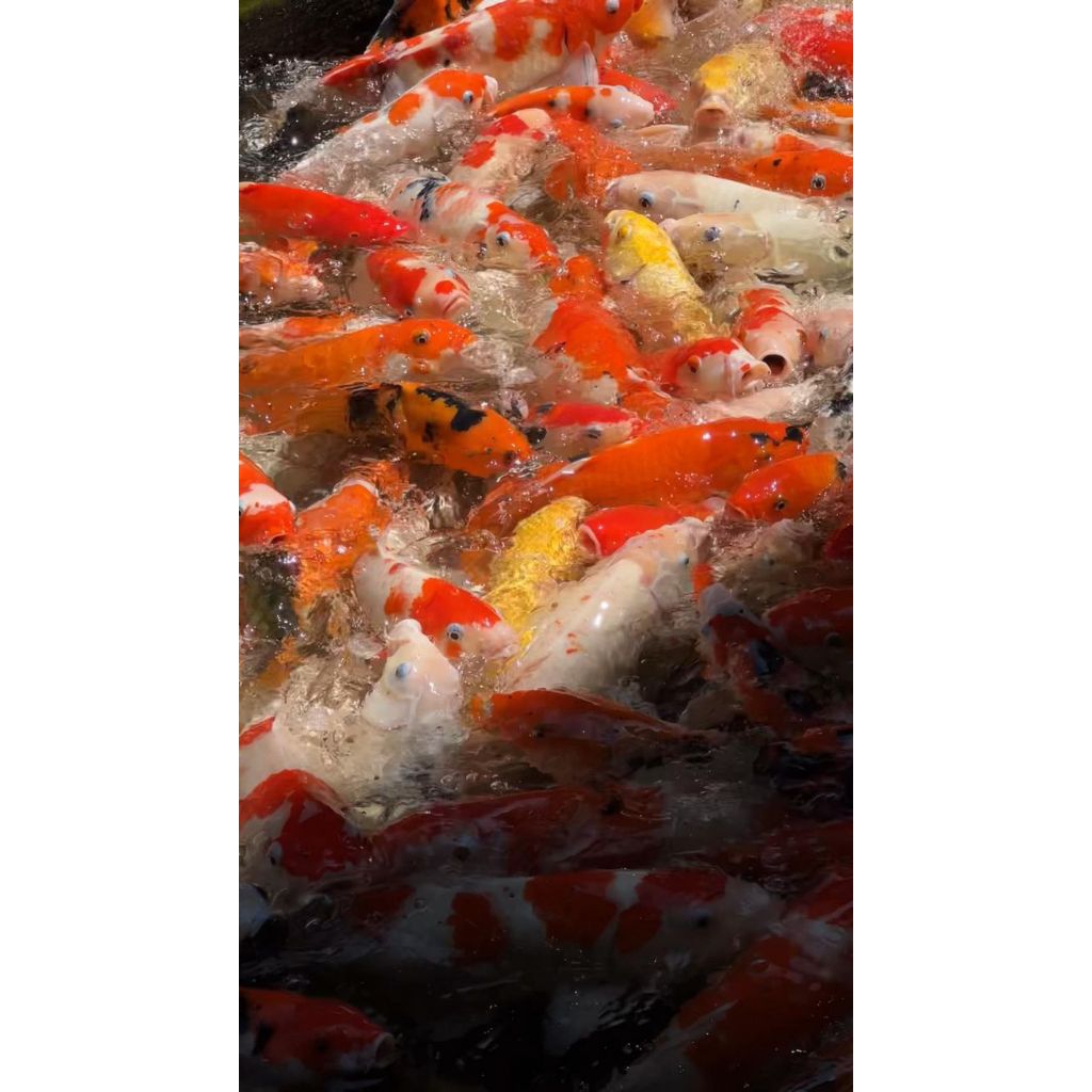 

ikan segar