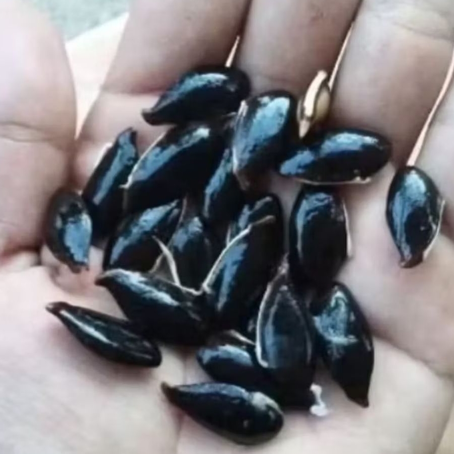 30 BENIH BIJI SAWO KECIK