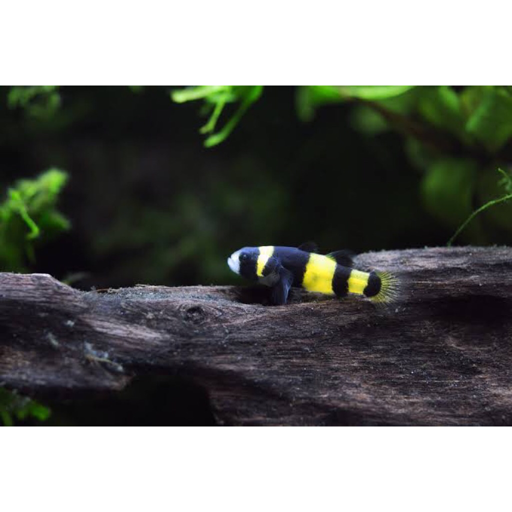 bumblebee goby 50 pcs